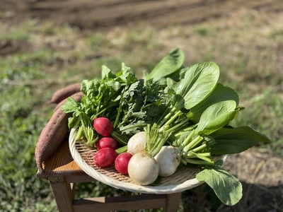 お野菜 季節のえか野菜セット Mサイズ（6品～8品） | えか自然農場